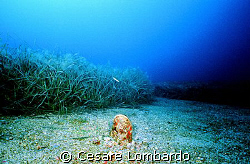 Pantelleria
Pinna Nobilis
Marine Life
Wide Angle by Cesare Lombardo 